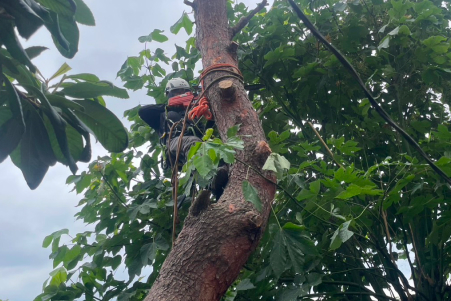 木の状態を見て、必要な作業をご提案
