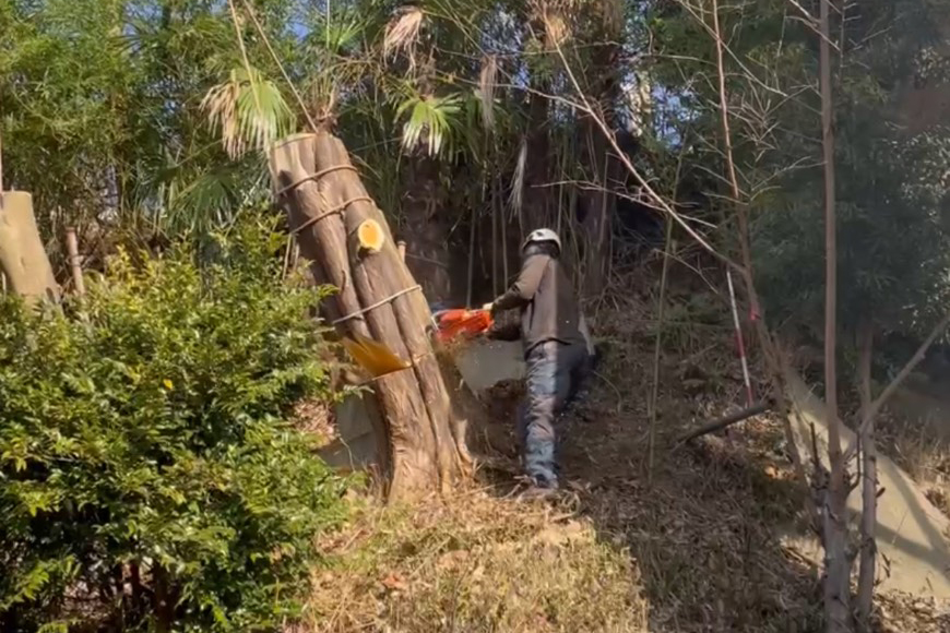 木の状態を見て、必要な作業をご提案