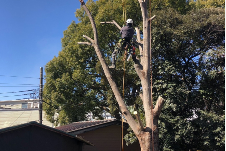 木の状態を見て、必要な作業をご提案