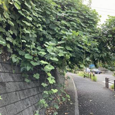 枝葉が近隣の敷地に入り、トラブルになりそう