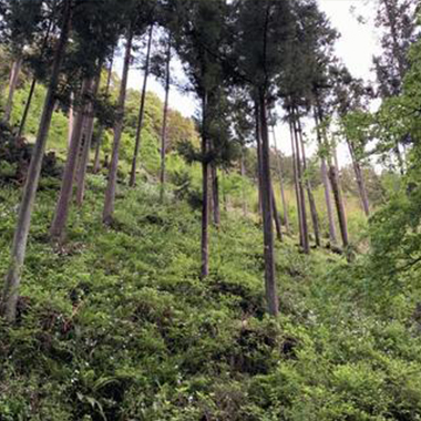 木が大きくなりすぎて、どうしていいかわからない